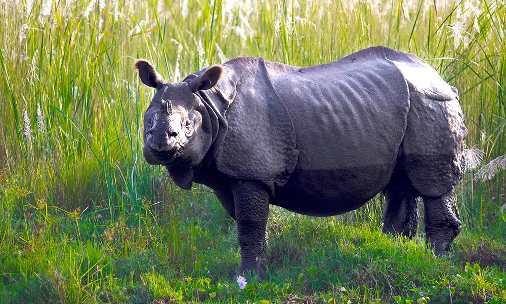 One Horned Rhino at Chitwan National Park, Nepal