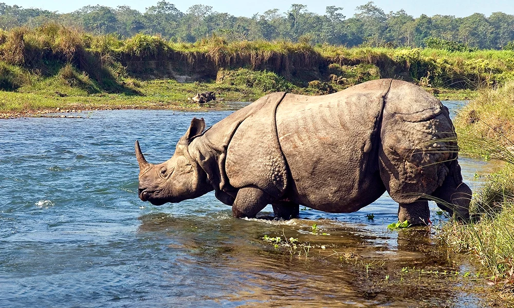 One-horned Rhinoceros at Chitwan National Park