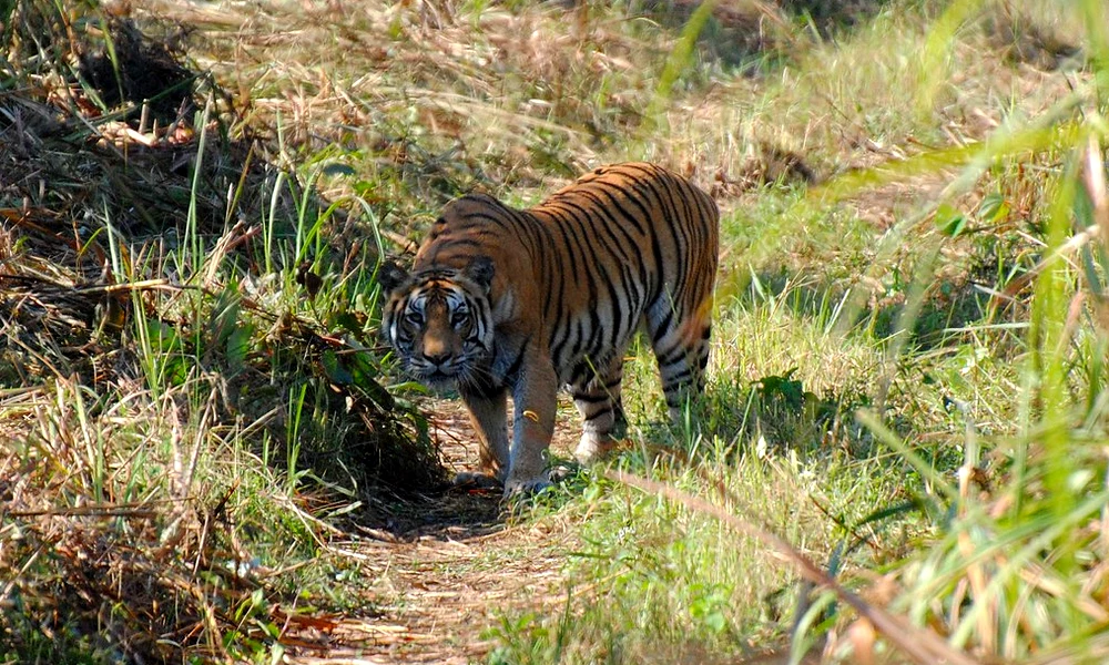  Royal Bangal Tiger in Chitwan National Park