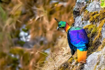 Beautiful Danphe - National Bird of Nepal