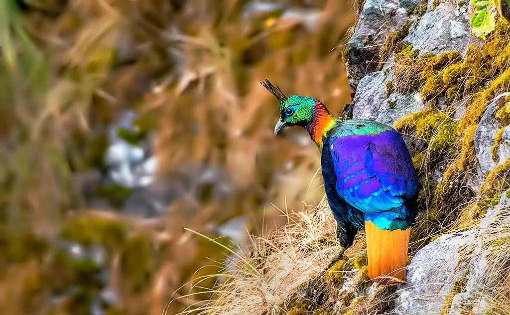 Beautiful Danphe - National Bird of Nepal