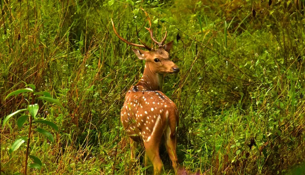 Deer at Chitwan National Park