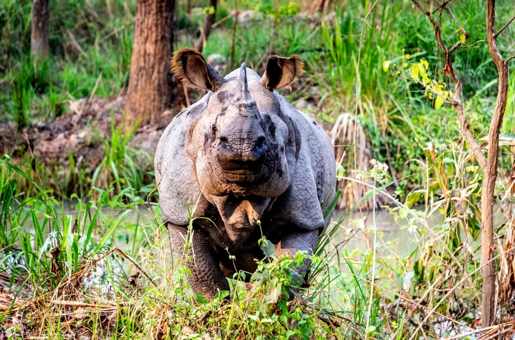 One horn Rhino at Chitwan National Park