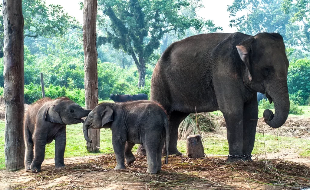 Elephant Breeding Center at Chitwan National Park