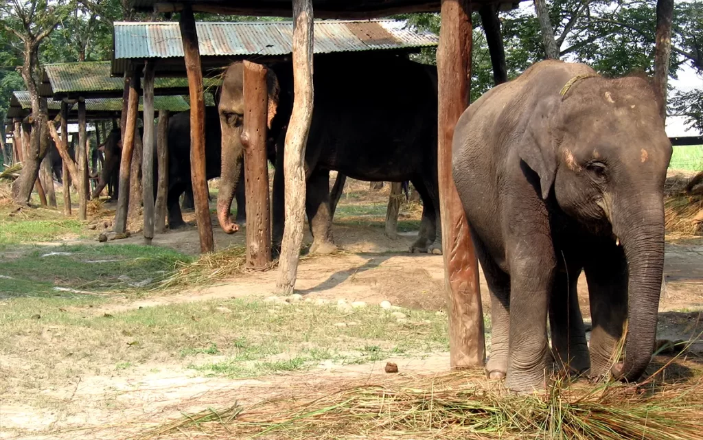 Elephant Stable at Chitwan