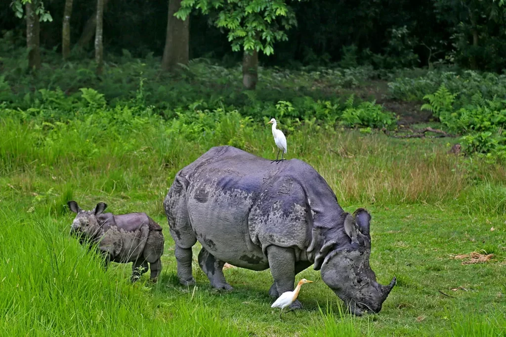 One horned rhino at Chitwan National Park